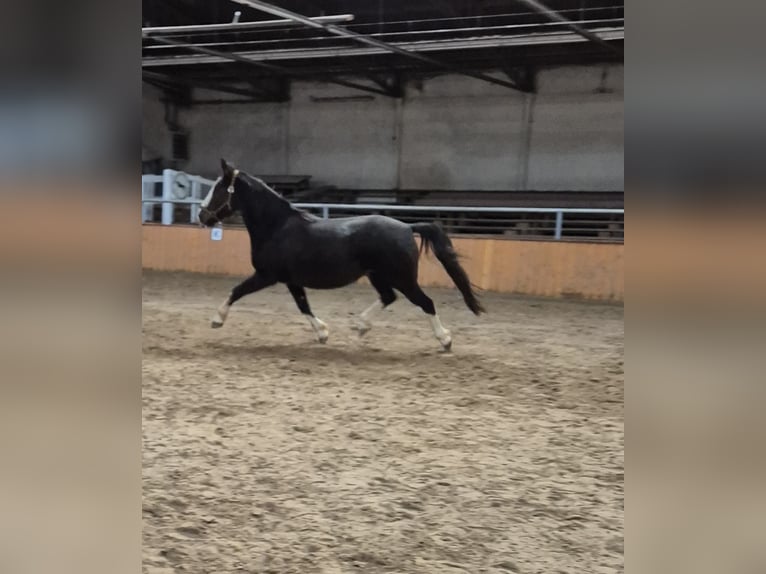 Más caballos centroeuropeos Mestizo Caballo castrado 7 años 162 cm Sabino in Fredenbeck