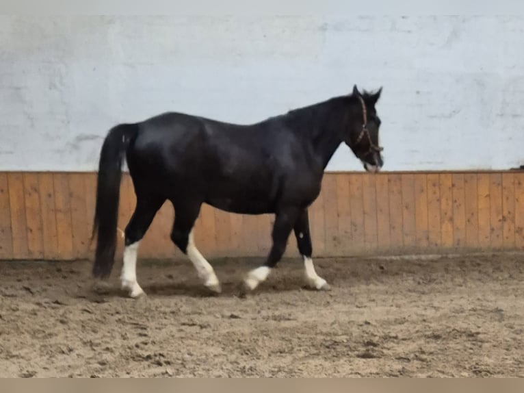 Más caballos centroeuropeos Mestizo Caballo castrado 7 años 162 cm Sabino in Fredenbeck