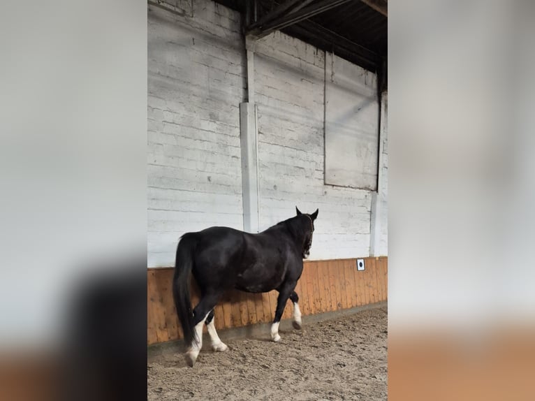 Más caballos centroeuropeos Mestizo Caballo castrado 7 años 162 cm Sabino in Fredenbeck