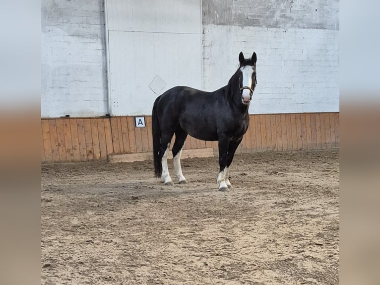 Más caballos centroeuropeos Mestizo Caballo castrado 7 años 162 cm Sabino in Fredenbeck