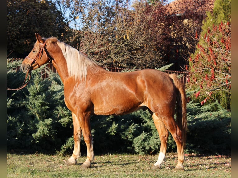 Más caballos centroeuropeos Caballo castrado 7 años 163 cm Alazán in B&#xE9;k&#xE9;s