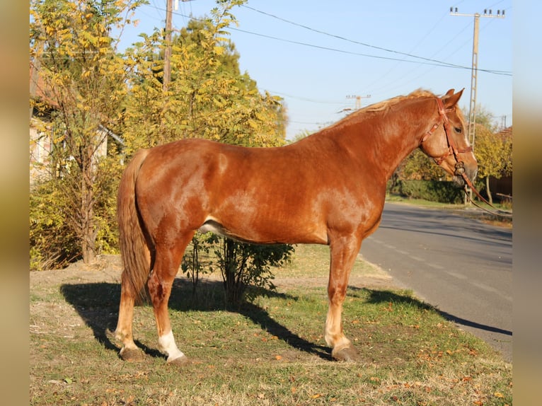 Más caballos centroeuropeos Caballo castrado 7 años 163 cm Alazán in Békés Más caballos centroeuropeos Caballo castrado 7 años 163 cm Alazán in Békés