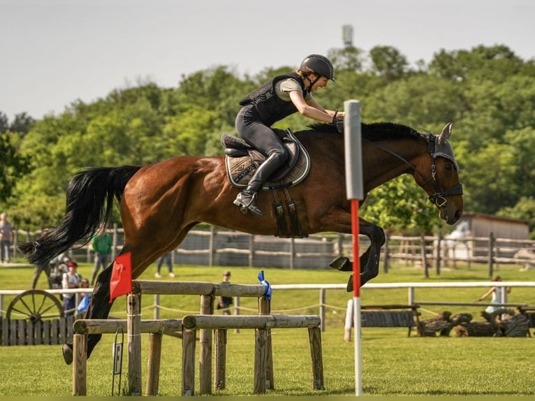 Más caballos centroeuropeos Caballo castrado 7 años 163 cm Castaño in Pelmberg