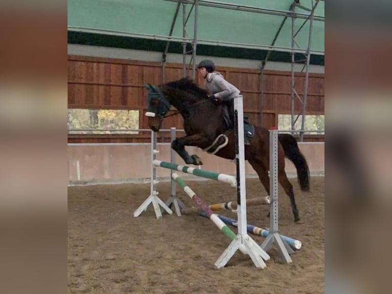 Más caballos centroeuropeos Caballo castrado 7 años 163 cm Castaño in Pelmberg