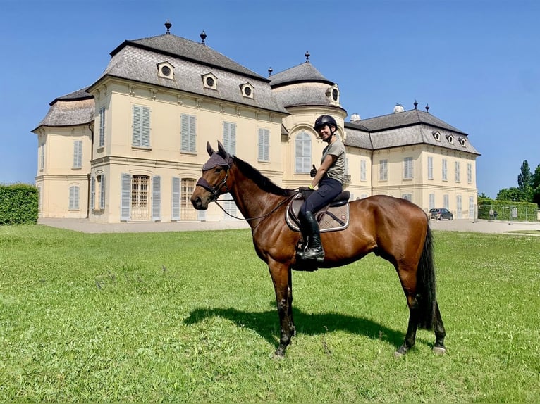 Más caballos centroeuropeos Caballo castrado 7 años 163 cm Castaño in Pelmberg