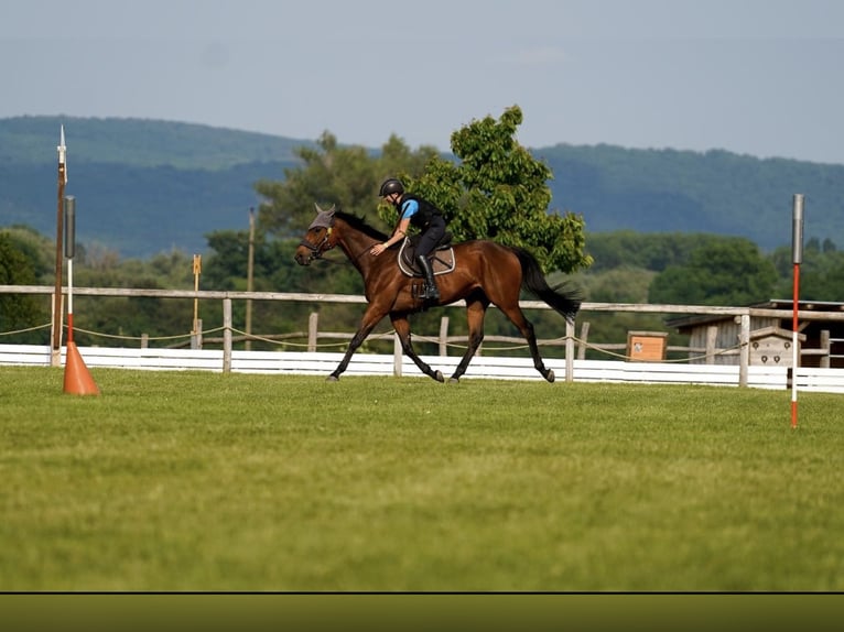 Más caballos centroeuropeos Caballo castrado 7 años 163 cm Castaño in Pelmberg