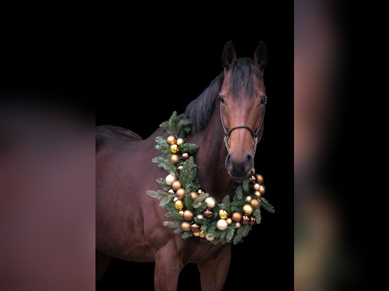 Más caballos centroeuropeos Caballo castrado 7 años 163 cm Castaño in Pelmberg