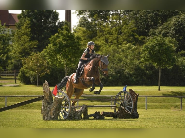 Más caballos centroeuropeos Caballo castrado 7 años 163 cm Castaño in Pelmberg