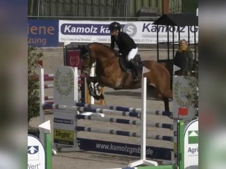 Más caballos centroeuropeos Caballo castrado 7 años 163 cm Castaño in Lehrte