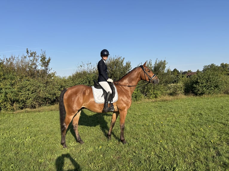 Más caballos centroeuropeos Caballo castrado 7 años 163 cm Castaño in Lehrte