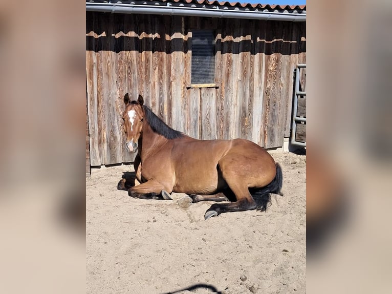 Más caballos centroeuropeos Caballo castrado 7 años 163 cm Castaño in Lehrte