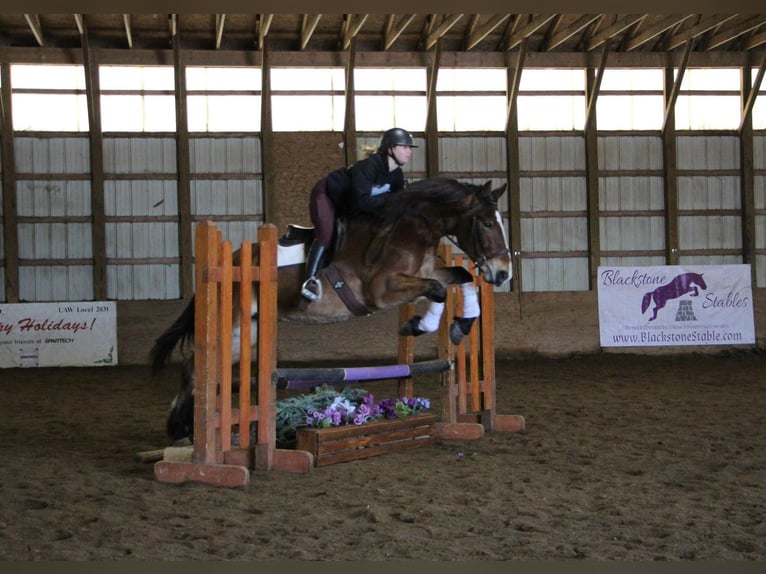 Más caballos centroeuropeos Caballo castrado 7 años 163 cm Castaño rojizo in Highland MI