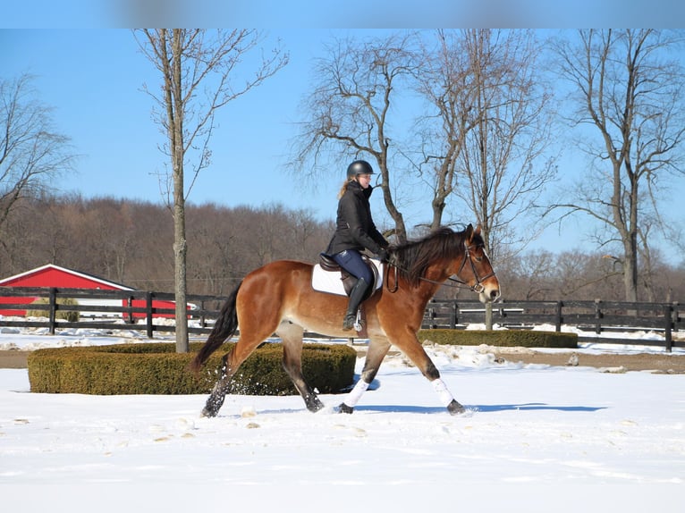 Más caballos centroeuropeos Caballo castrado 7 años 163 cm Castaño rojizo in Highland MI