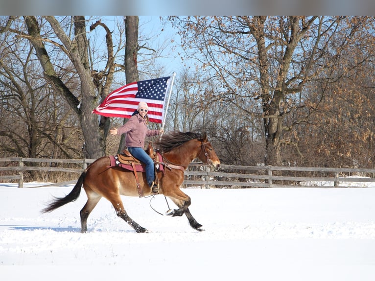 Más caballos centroeuropeos Caballo castrado 7 años 163 cm Castaño rojizo in Highland MI