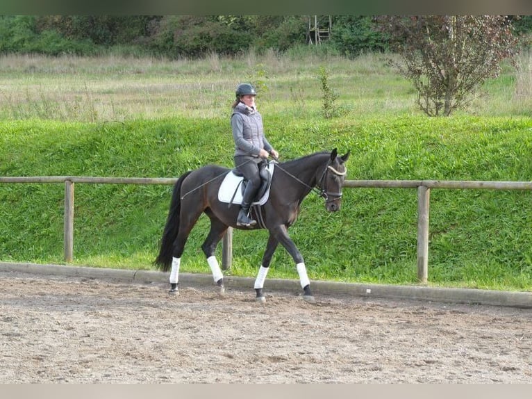 Más caballos centroeuropeos Caballo castrado 7 años 163 cm Morcillo in Wellheim