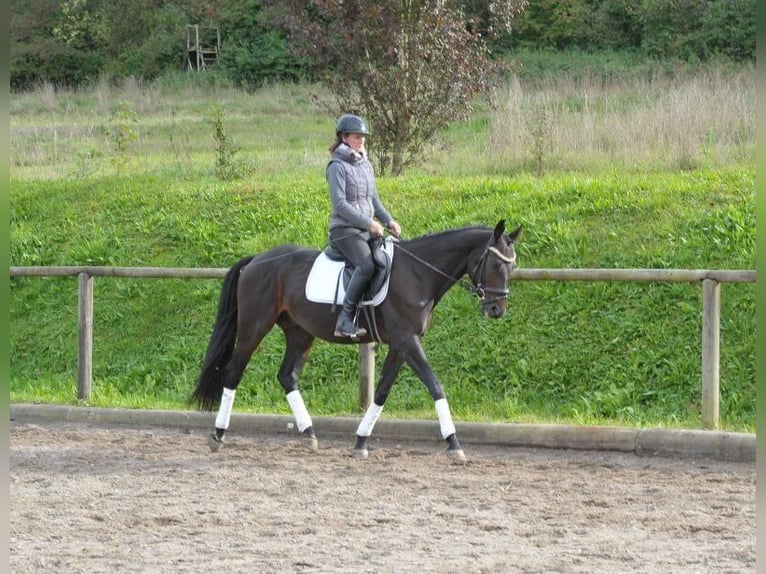 Más caballos centroeuropeos Caballo castrado 7 años 163 cm Morcillo in Wellheim