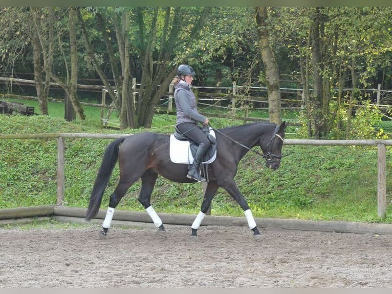 Más caballos centroeuropeos Caballo castrado 7 años 163 cm Morcillo in Wellheim