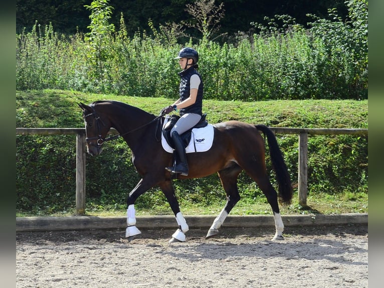 Más caballos centroeuropeos Caballo castrado 7 años 163 cm Morcillo in Wellheim