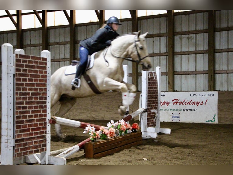 Más caballos centroeuropeos Caballo castrado 7 años 163 cm Palomino in Highland MI