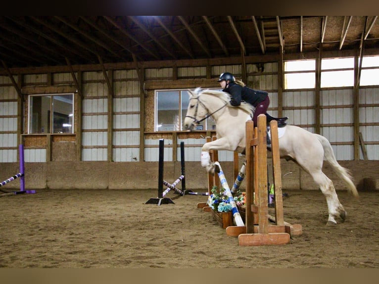 Más caballos centroeuropeos Caballo castrado 7 años 163 cm Palomino in Highland MI