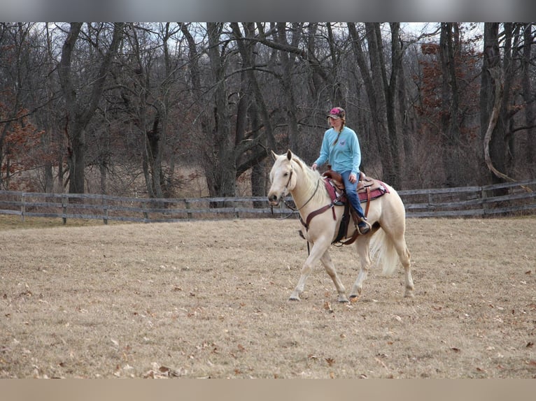 Más caballos centroeuropeos Caballo castrado 7 años 163 cm Palomino in Highland MI