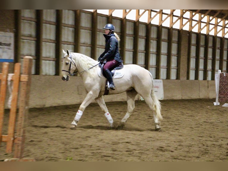 Más caballos centroeuropeos Caballo castrado 7 años 163 cm Palomino in Highland MI