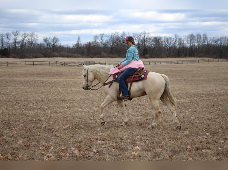 Más caballos centroeuropeos Caballo castrado 7 años 163 cm Palomino in Highland MI