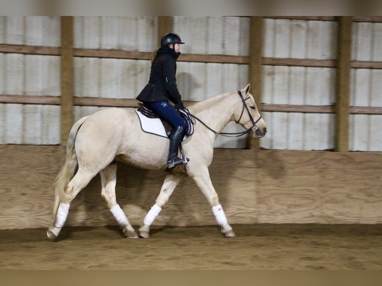 Más caballos centroeuropeos Caballo castrado 7 años 163 cm Palomino in Highland MI