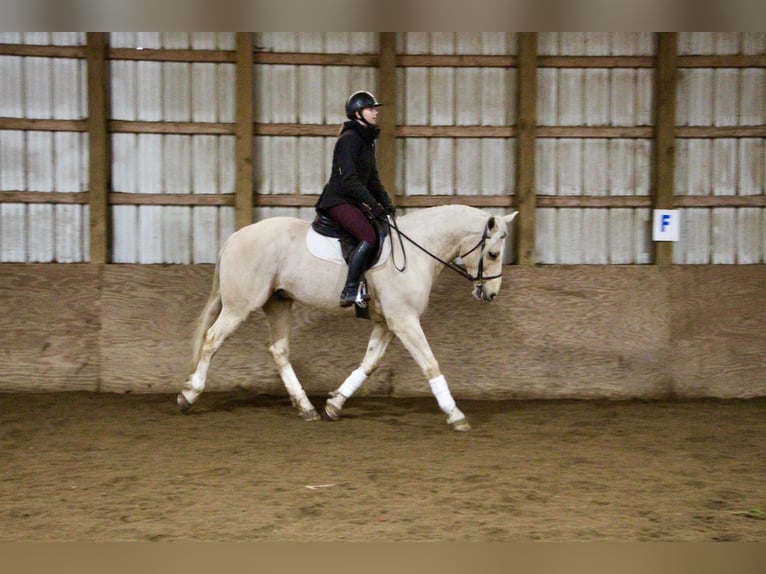 Más caballos centroeuropeos Caballo castrado 7 años 163 cm Palomino in Highland MI