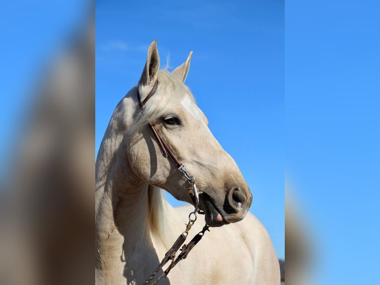 Más caballos centroeuropeos Caballo castrado 7 años 163 cm Palomino in Highland MI