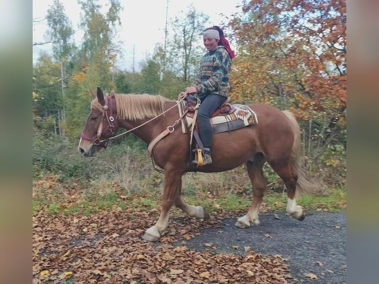 Más caballos centroeuropeos Mestizo Caballo castrado 7 años 164 cm Alazán-tostado in Linkenbach