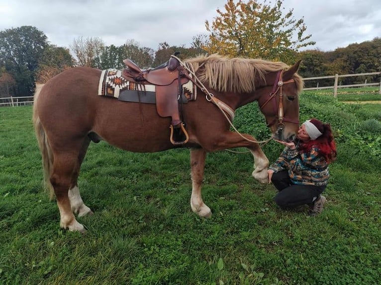 Más caballos centroeuropeos Mestizo Caballo castrado 7 años 164 cm Alazán-tostado in Linkenbach