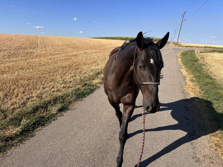 Más caballos centroeuropeos Caballo castrado 7 años 164 cm Negro in Ollersdorf