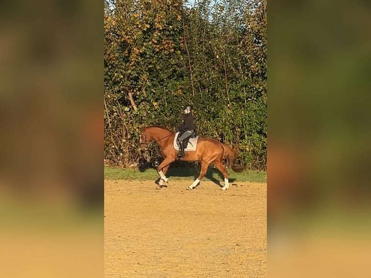 Más caballos centroeuropeos Caballo castrado 7 años 165 cm Alazán in Löhne