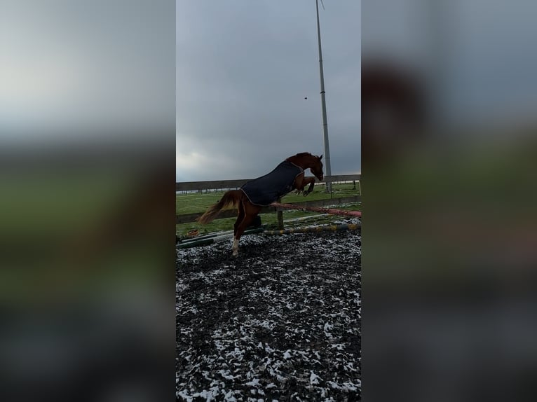 Más caballos centroeuropeos Caballo castrado 7 años 165 cm Alazán in Löhne