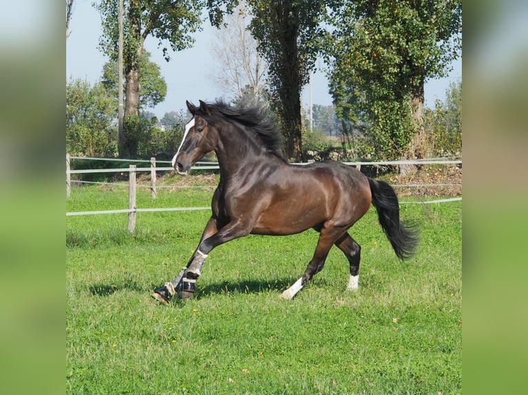 Más caballos centroeuropeos Mestizo Caballo castrado 7 años 165 cm Castaño-ruano in Besate