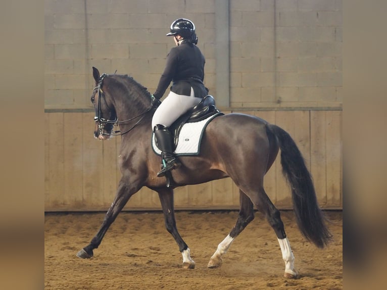 Más caballos centroeuropeos Mestizo Caballo castrado 7 años 165 cm Castaño-ruano in Besate