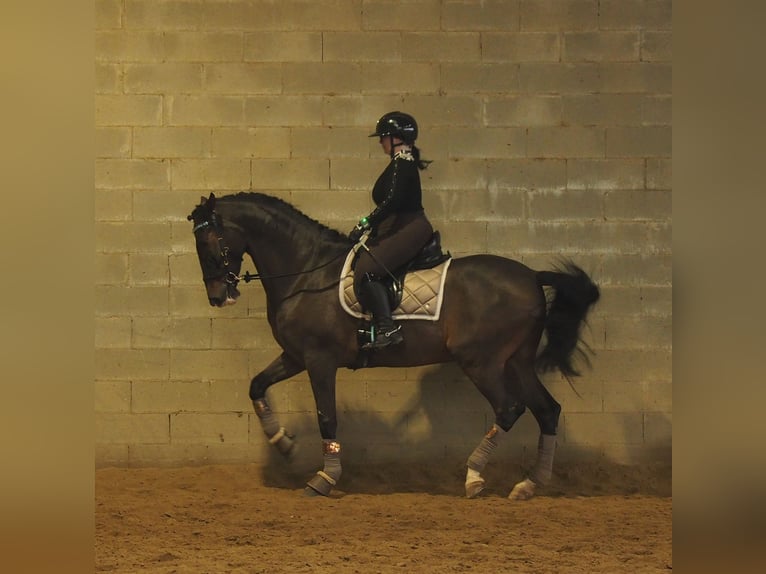 Más caballos centroeuropeos Mestizo Caballo castrado 7 años 165 cm Castaño-ruano in Besate