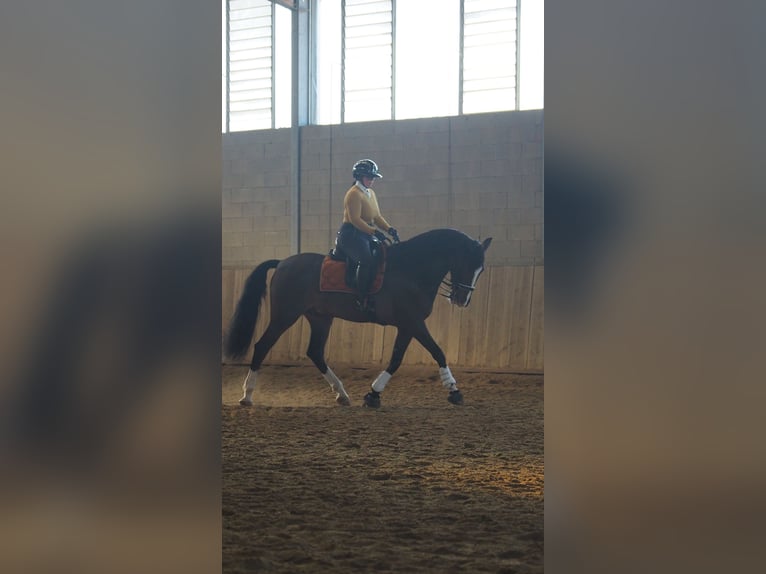 Más caballos centroeuropeos Mestizo Caballo castrado 7 años 165 cm Castaño-ruano in Besate