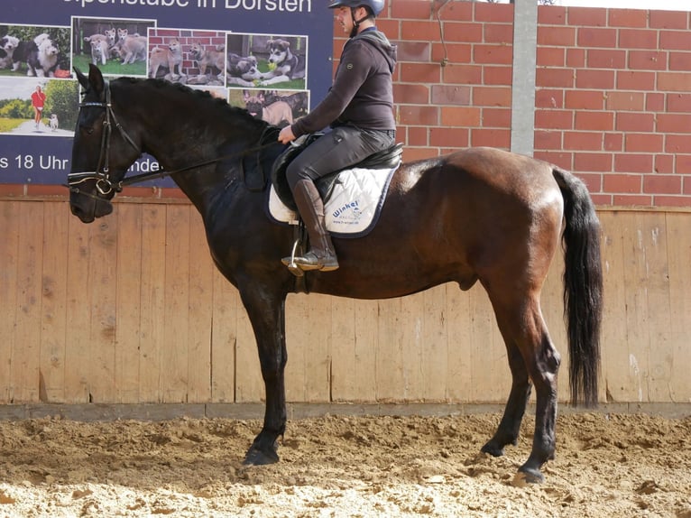 Más caballos centroeuropeos Caballo castrado 7 años 166 cm in Dorsten