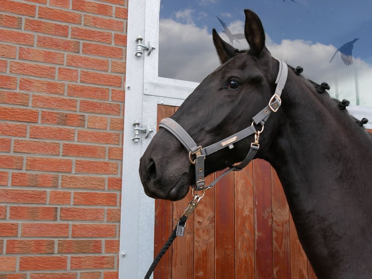 Más caballos centroeuropeos Caballo castrado 7 años 166 cm in Dorsten