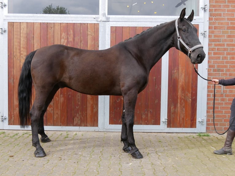 Más caballos centroeuropeos Caballo castrado 7 años 166 cm in Dorsten