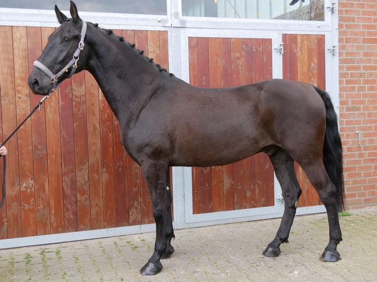 Más caballos centroeuropeos Caballo castrado 7 años 166 cm in Dorsten