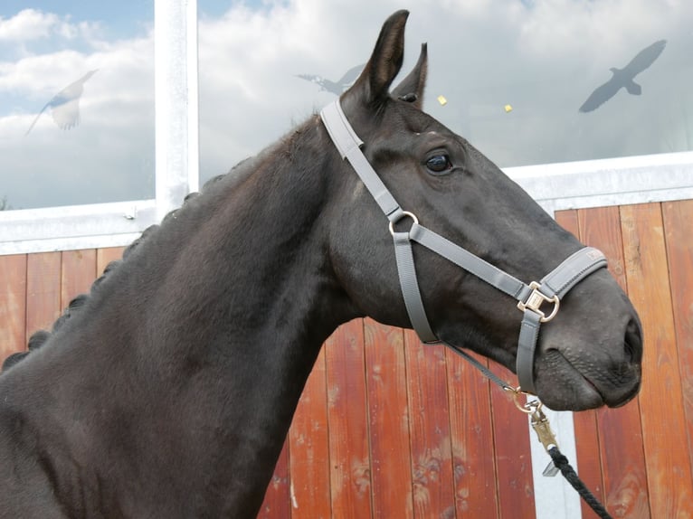 Más caballos centroeuropeos Caballo castrado 7 años 166 cm in Dorsten