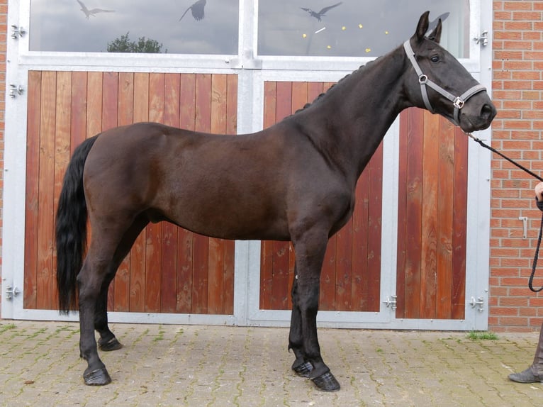 Más caballos centroeuropeos Caballo castrado 7 años 166 cm in Dorsten