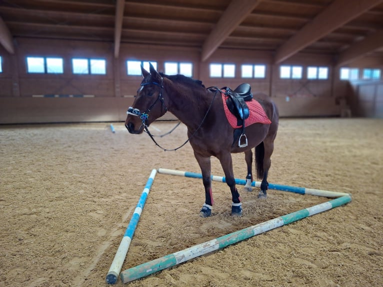 Más caballos centroeuropeos Caballo castrado 7 años 166 cm Castaño in Möttingen