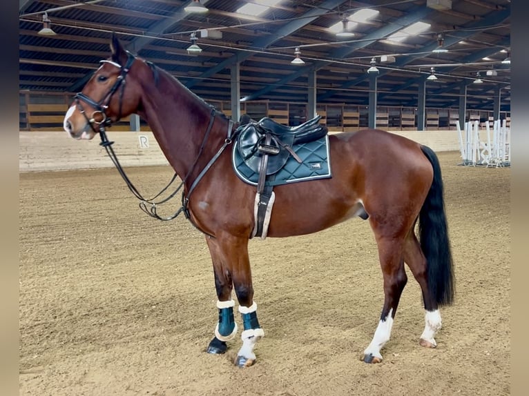 Más caballos centroeuropeos Caballo castrado 7 años 166 cm Castaño in Pelmberg