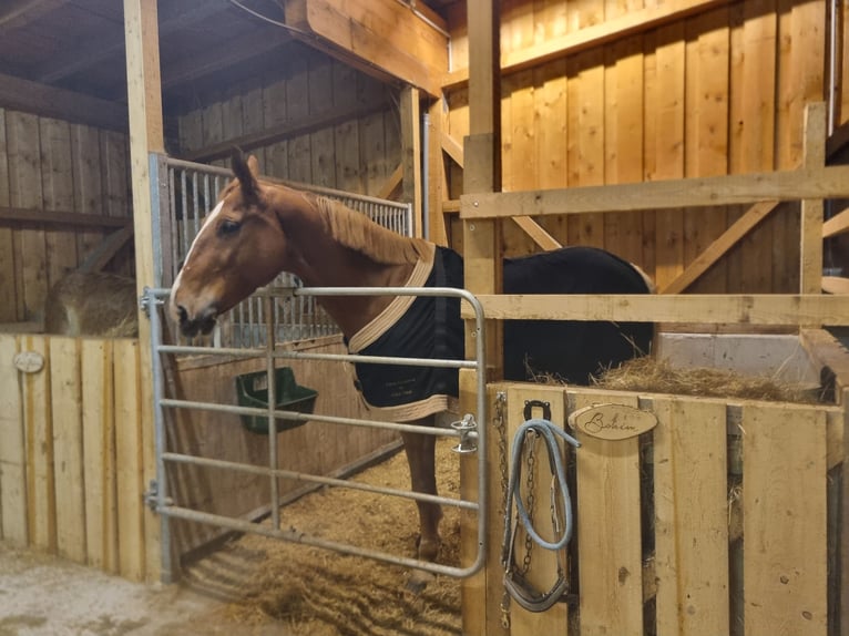 Más caballos centroeuropeos Caballo castrado 7 años 167 cm Alazán in Piesendorf