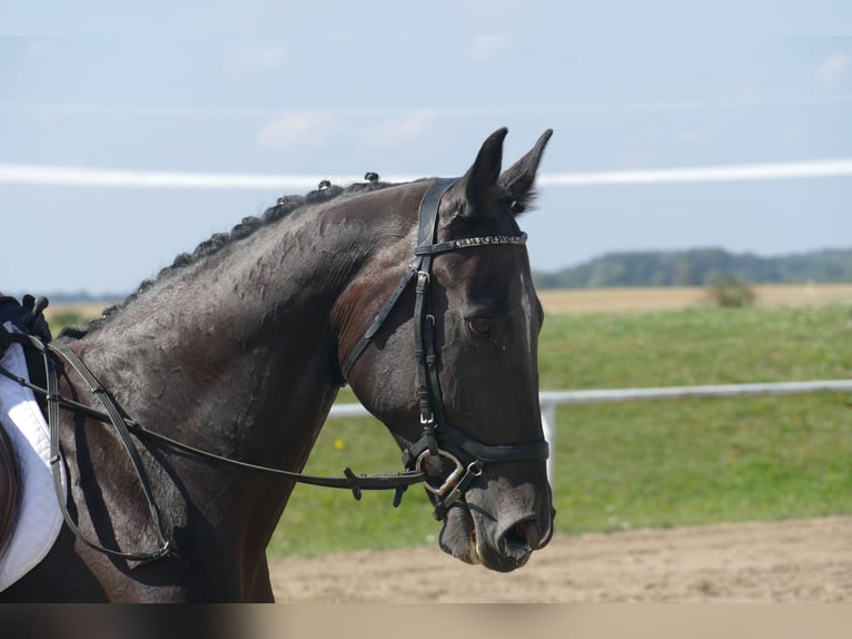 Más caballos centroeuropeos Caballo castrado 7 años 167 cm Castaño oscuro in Ganschow