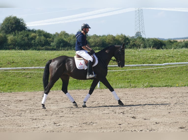 Más caballos centroeuropeos Caballo castrado 7 años 167 cm Castaño oscuro in Ganschow